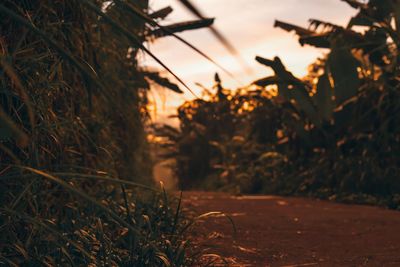 Close-up of silhouette plants on field against sky during sunset