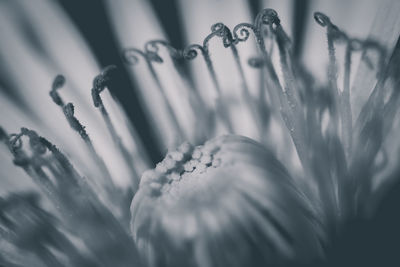 Close-up of flowering plant