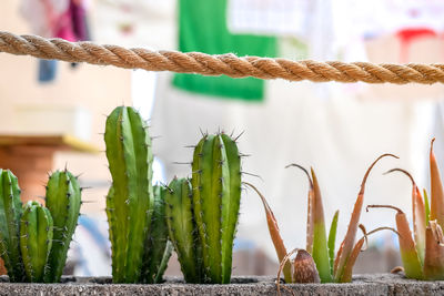 Close up view of little green cactus and aloe plant with clothes hanging to dry in the background. 