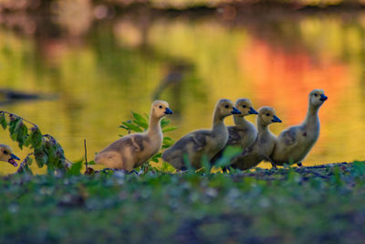 Ducks in a lake