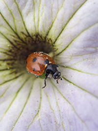 Close-up of insect on flower