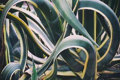 Close-up of plant