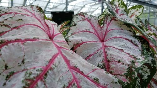 Close-up of pink petals on plant