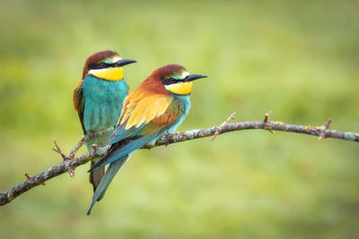 bee-eater