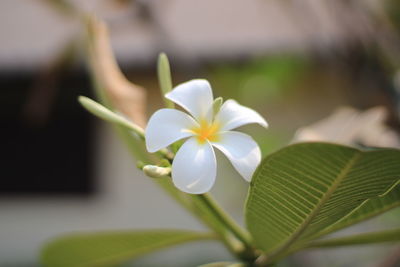 Close-up of white flowering plant