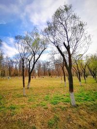 Bare trees on field against sky