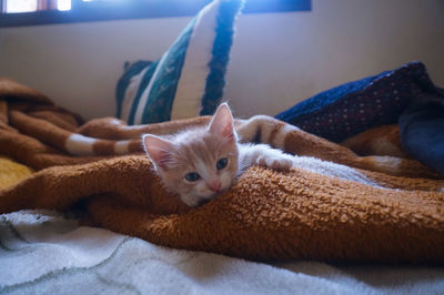 Cat lying on bed at home