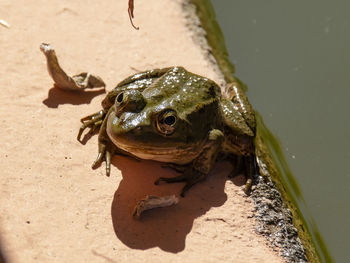 Close-up of frog on sand