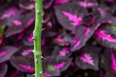 Close-up of pink flowering plant