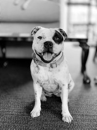 Close-up of dog looking at camera