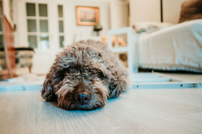 Portrait of dog relaxing on floor at home