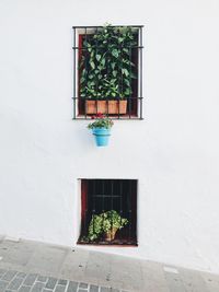 Potted plants on wall of building