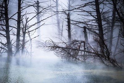 Reflection of bare trees in water