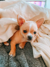 High angle view of dog relaxing on bed at home