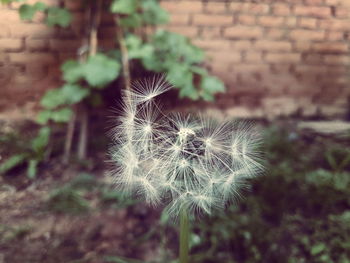 Close-up of dandelion flower