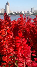 Red flowering plants by buildings against sky