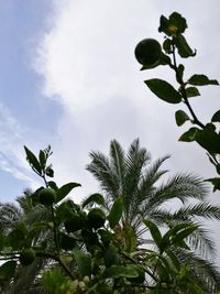 Low angle view of trees against sky