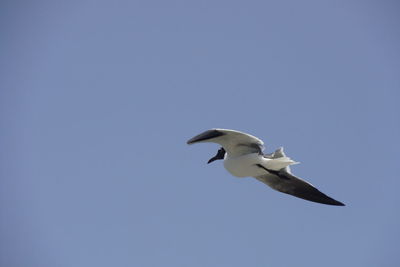Low angle view of seagull flying against clear sky