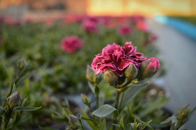 Close-up of pink flowers blooming outdoors