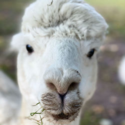Close-up portrait of white sheep