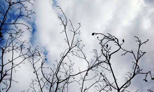 Low angle view of birds perching on bare tree against sky