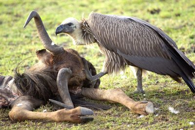 Mallard duck on land
