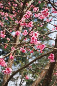 Close-up of pink flowers on branch