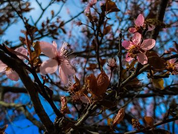 Low angle view of pink flowers blooming on tree