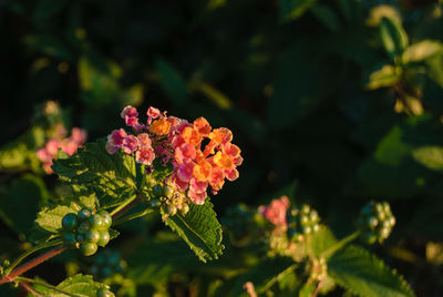 Close-up of pink flowers blooming in garden