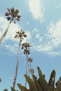 Low angle view of flowering plant against sky