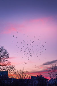 Flock of birds flying in sky