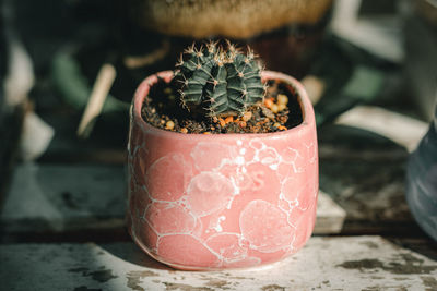 Close-up of succulent plant in pot