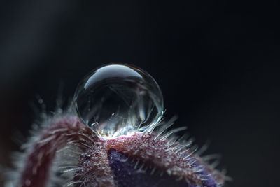 Close-up of jellyfish in sea