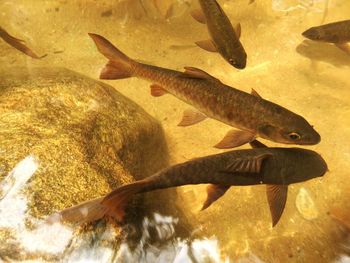 Close-up of fish in water