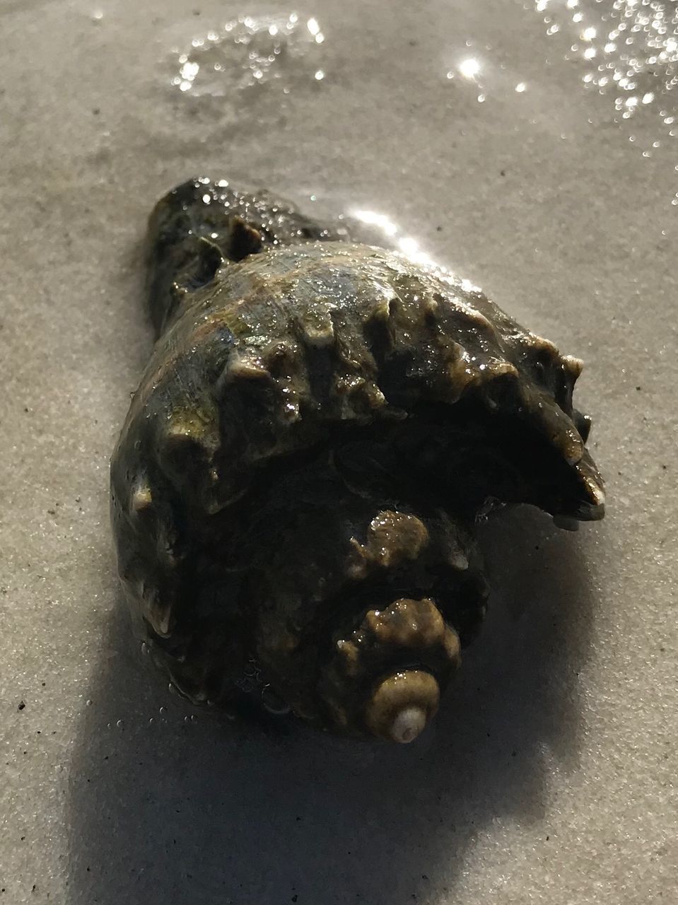 HIGH ANGLE VIEW OF SHELLS ON SAND