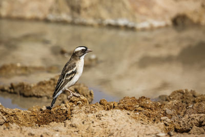 Close-up of bird perching on rock