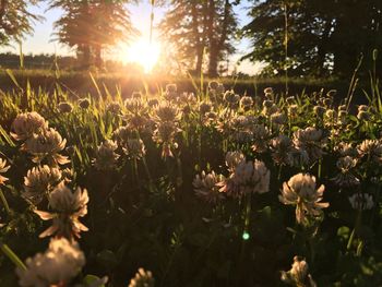 Flowers growing on field against bright sun