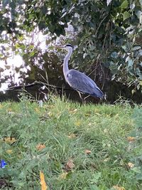 Gray heron perching on a tree