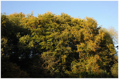 Trees in forest against sky
