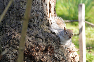 Close-up of squirrel in forest