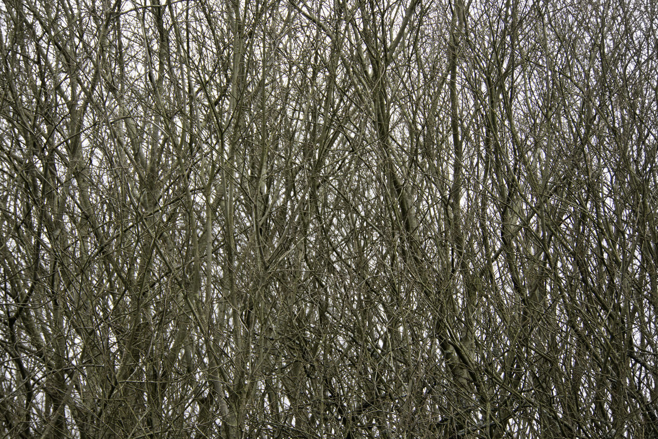 FULL FRAME SHOT OF PLANTS IN FOREST