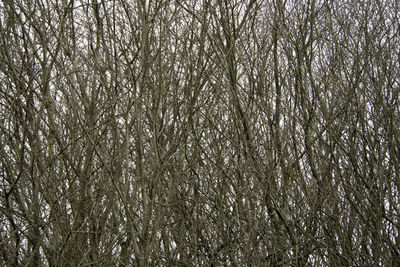 Full frame shot of plants in winter