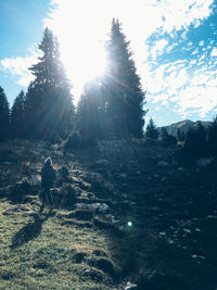 Sun shining through trees