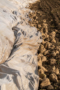 High angle view of rocks on land