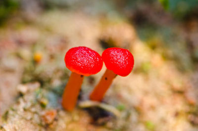 Close-up of fly agaric mushroom on field