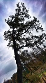 Low angle view of tree against sky