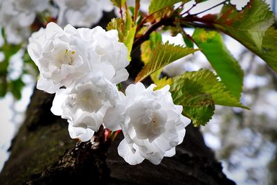 Close-up of white flowers