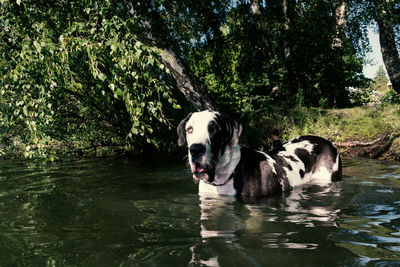 Harlequin great dane dog learning to swim at a summer lake in afternoon sun, wading out from shore.