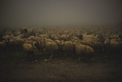 Sheep grazing on field against clear sky