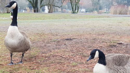 View of birds on field